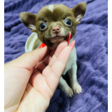 Seu Filhotinho Disponivel Chihuahua