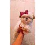 Shi tzu Filhote Femea