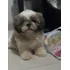 Shih Tzu, Filhote Macho.