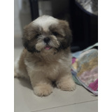 Shih Tzu Filhote