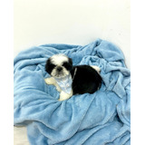 Shih tzu 1 Lindos