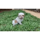 Shih Tzu Bela Feminha