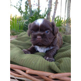 Shih Tzu Chocolate Macho