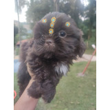 Shih Tzu Chocolate 