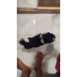 Shih Tzu Com 2