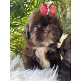 Shih Tzu Femea