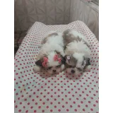 Shih Tzu Femea Clarinha