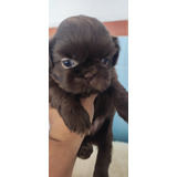 Shih Tzu Fêmea Com Pedigree Atestado