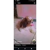 Shih Tzu Femea