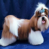 Shih Tzu Femea 