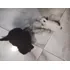 Shih Tzu Fêmeas E Machinhos A Pronta Entrega R$ 1,200