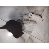 Shih Tzu Femeas E
