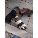 Shih Tzu Filhote