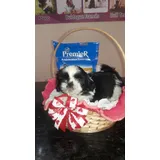 Shih Tzu Filhote Canil