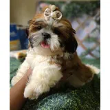 Shih tzu Filhote Femea