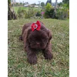 Shih Tzu Filhote Macho