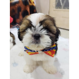 Shih Tzu Filhote Macho