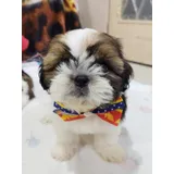 Shih Tzu Filhote Macho