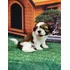 Shih Tzu Filhotes Com Pedigree Macho E Fêmea Promoção