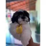 Shih Tzu Filhotes Macho