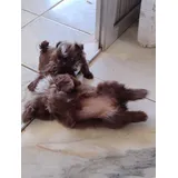 Shih Tzu Legitimos Femeas