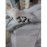 Shih Tzu Legitimos Femeas