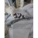 Shih Tzu Legitimos Femeas