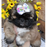 Shih Tzu Lindas Fêmeas