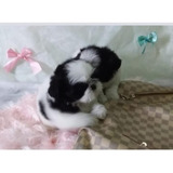 Shih tzu Lindos Filhote