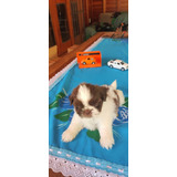 Shih Tzu Macho