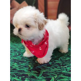 Shih Tzu Macho Vacinado