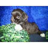 Shih Tzu Micro E Padrão