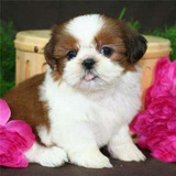 Shih Tzu Micro E Padrão