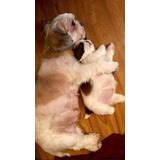 Shih Tzu Os Mais