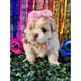 Shih Tzu Porte Pequeno