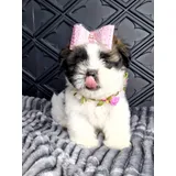 Shih Tzu Porte Pequeno