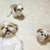 Shih Tzu 