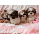 Shih Tzu