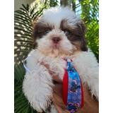 Shih Tzu