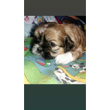 Shihtzu Femea Filhote A