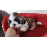 Shihtzu Femea