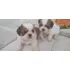 Shihtzu Filhote  Mini Para  Compania  Apto