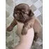 Shihtzu Filhotes