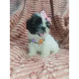 Shitzu Micro