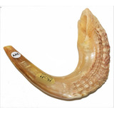 Shofar Chifre De Carneiro