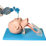 Anatomic