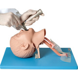 Anatomic
