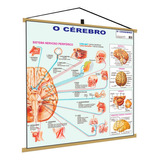 Sistema Cerebral Cérebro Banner Poster Mapa Corpo Humano Anatomia Medicina