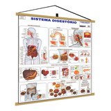 Sistema Digestório Banner Poster Mapa Corpo Humano Anatomia Medicina
