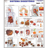 Sistema Digestório Mapa Poster Anatomia Corpo